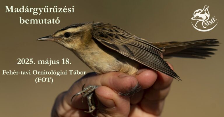 Madárgyűrűzésre várnak a Fehér-tavon