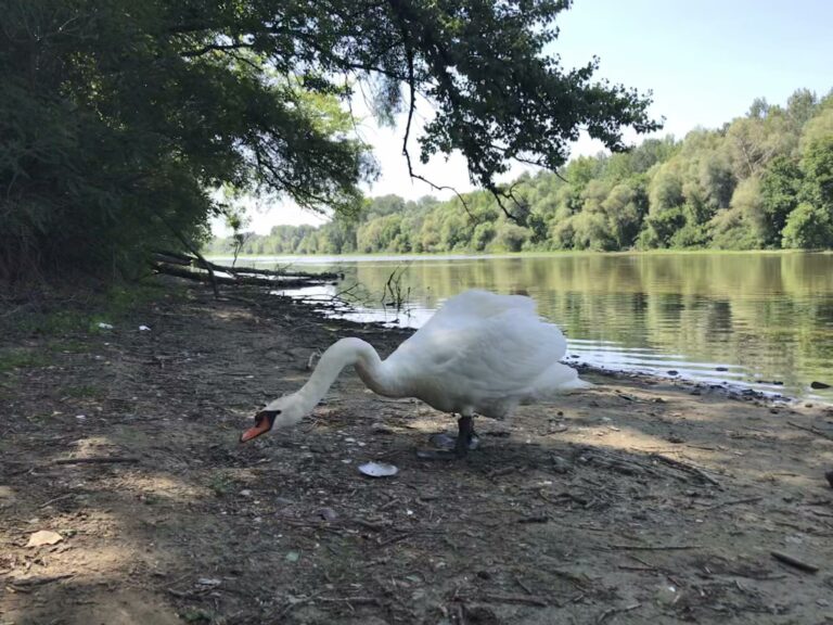 Megkezdődött a  Körtvélyesi-holtág vízpótlása