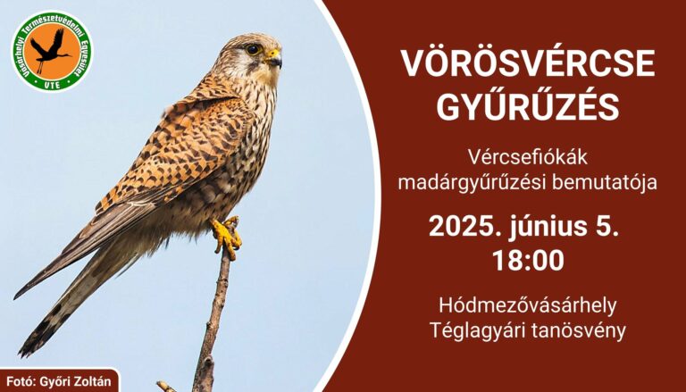 Vörösvércsék gyűrűzésére hívnak Vásárhelyen