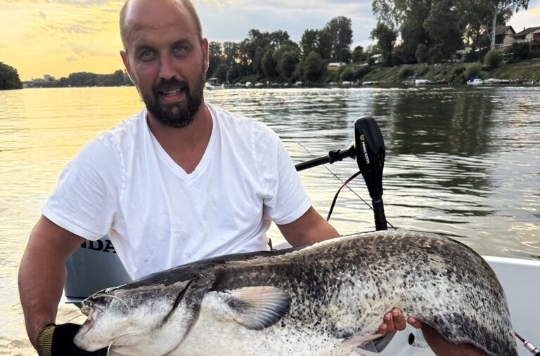Újabb hatalmas harcsák a Tiszáról