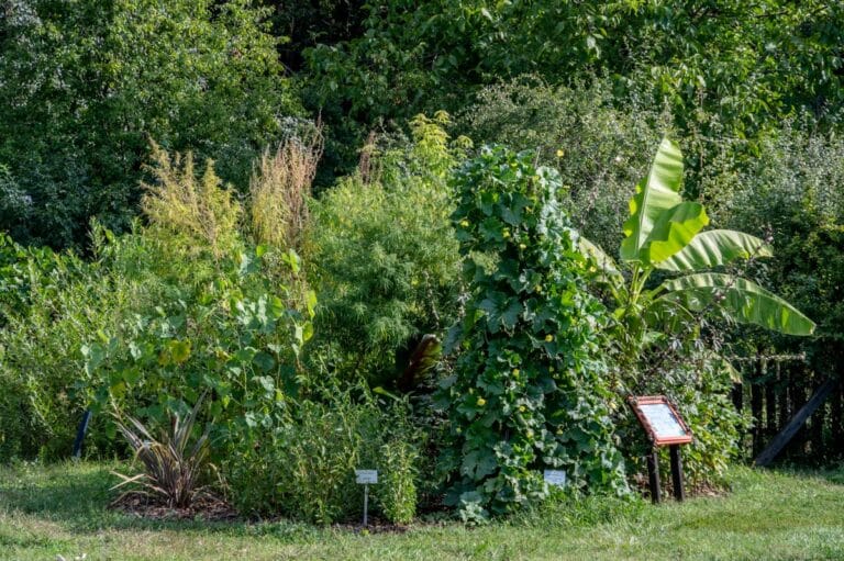 Afrika különleges növényvilágát mutatják be a szegedi füvészkertben a hétvégén