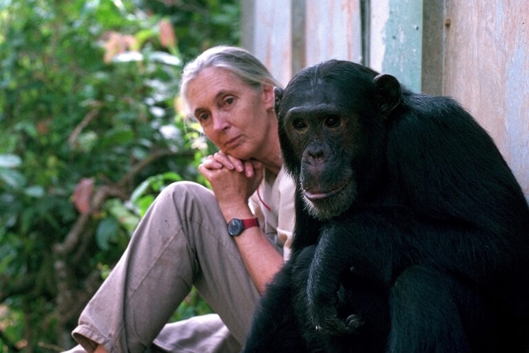91 éves korában elhunyt Jane Goodall, a világhíres csimpánzkutató
