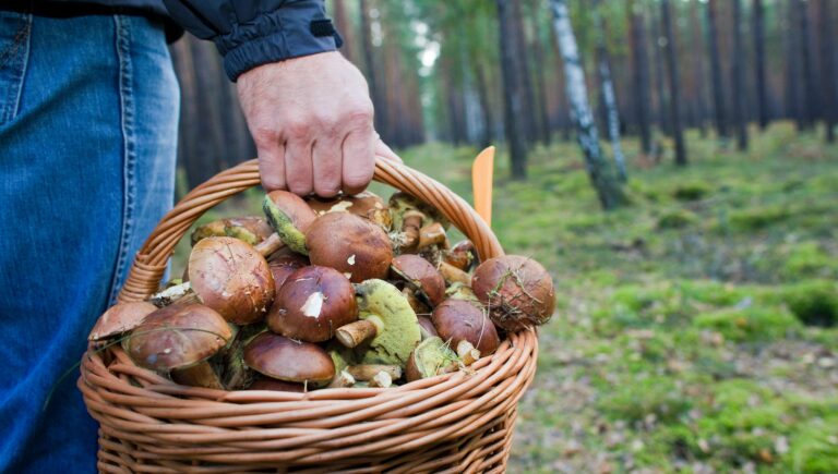 Csapdossa a kalapját a földhöz?