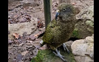 Fiatal kea papagáj érkezett a Szegedi Vadasparkba