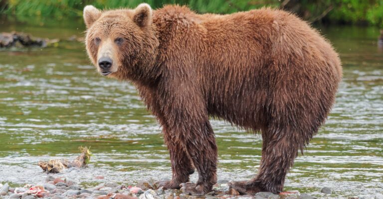 Barnamedvét láttak az Aggteleki Nemzeti Park