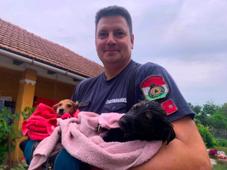 Cica a kútban, kutyusok a csőben