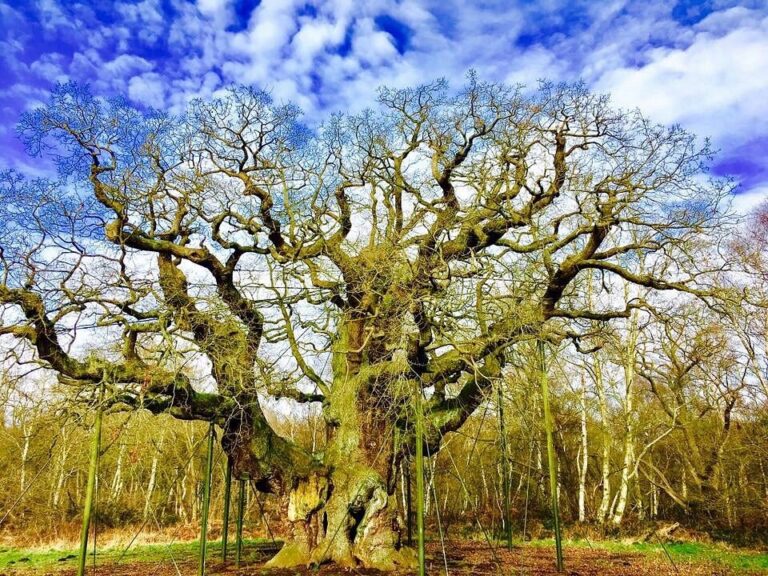Végleg elpusztult Robin Hood ezeréves tölgyfája a Sherwood-erdőben
