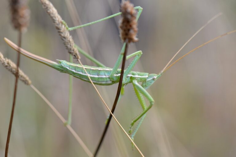 A fűrészlábú szöcskék nyomába eredhetnek Bugacon